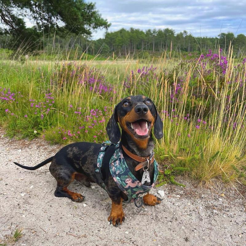 The Dog Shack Sid The Sloth Dog Harness & Matching Accessories / pick your item x1 basset hound 5
