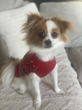 Product Review of Christmas Jumpers For Pets Assorted Designs and Sizes from s**x 0