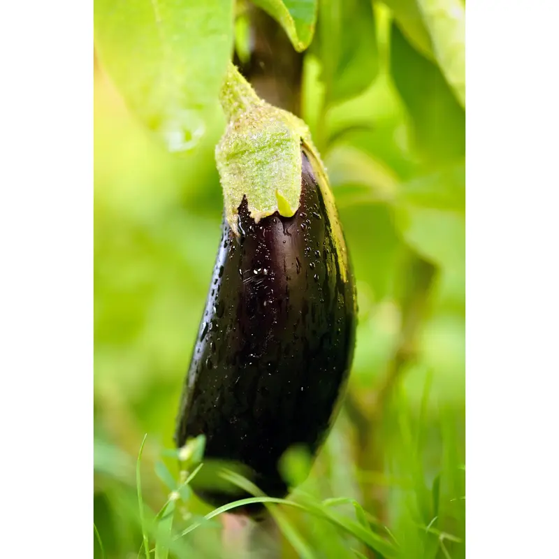 Aubergine Seeds ‘Black Beauty’ ORGANIC 0