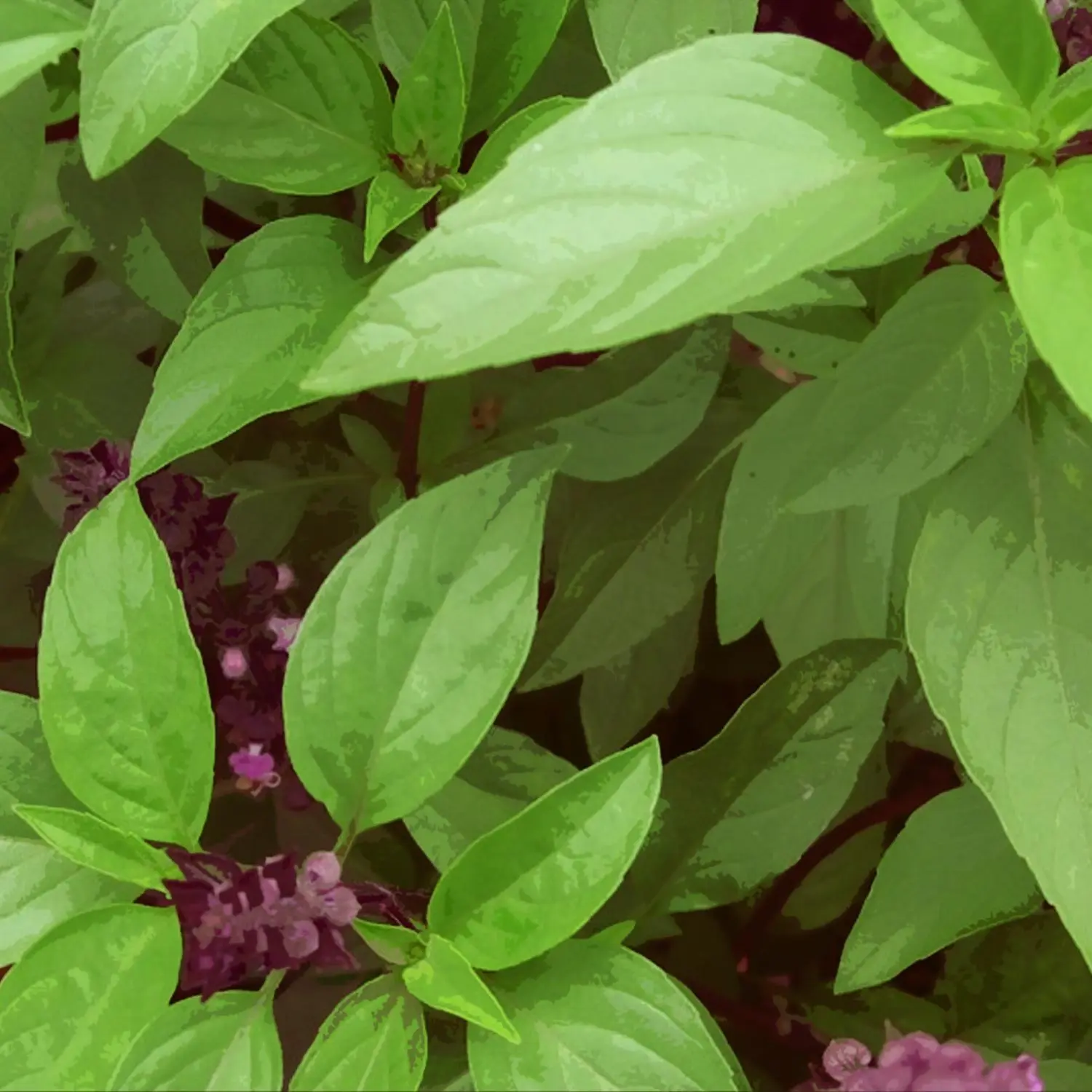 Basil seeds 'THAI' ORGANIC