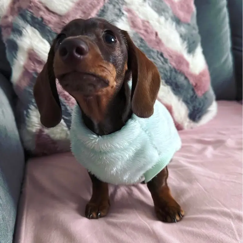 XXS Tiny Puppy Snuggle Dachshund Fleece - 20cm / 8inch Back | Sausage Dog Box 8