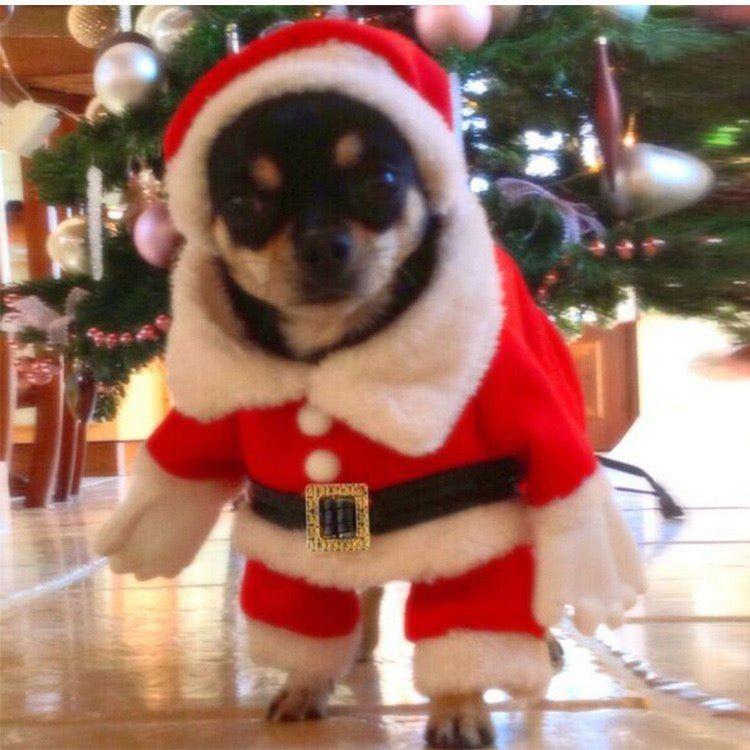 New Christmas Santa Pet Costume 6