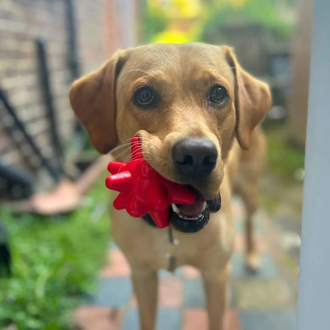 iEnergy TAN Ball - Durable and Safe Rubber Chew Toy for Dogs - Interactive Training Tool and Fetching Fun - Odorless and Non-Toxic