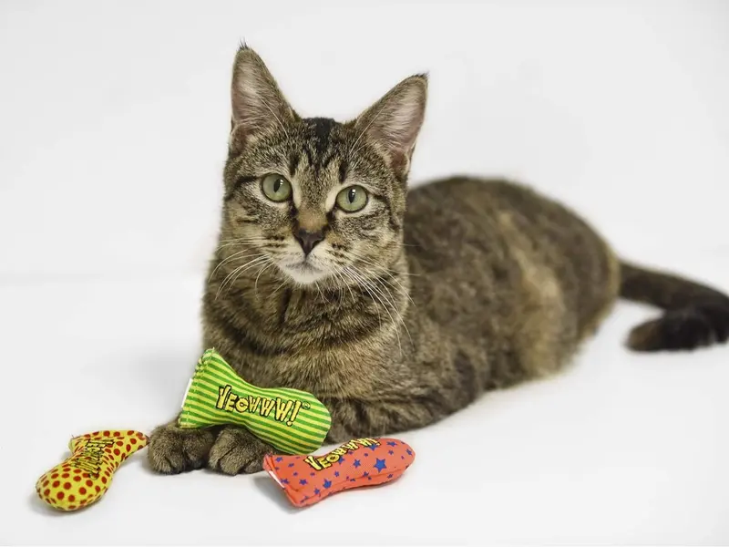 catnip toys for cats - organic very strong catnip fish stinkies sardines cat toys with catnip pack of 3, colourful patterns - 7.5cm long 4