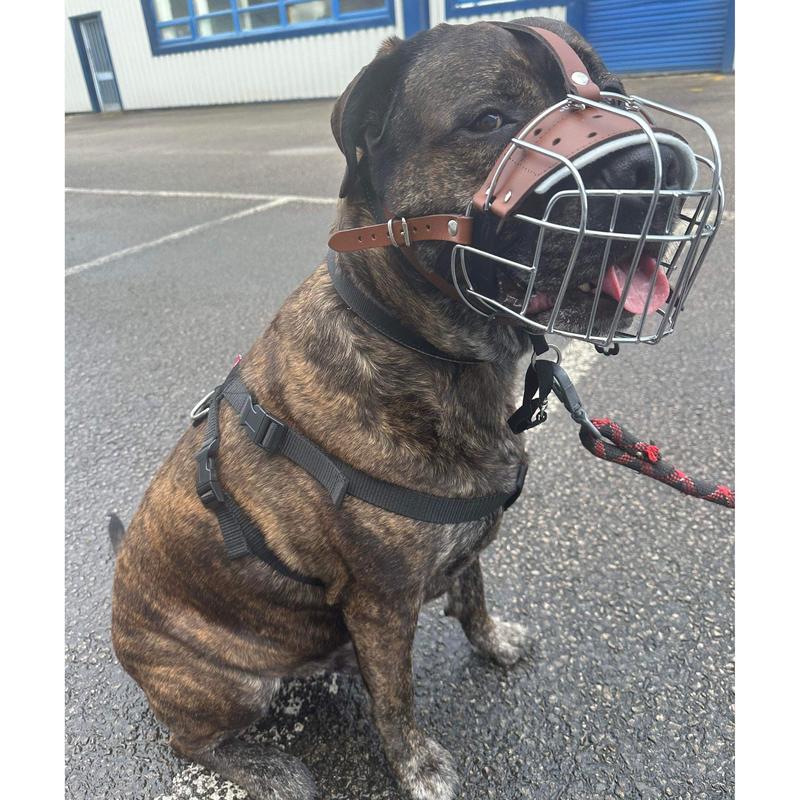 Metal Basket Muzzle for American Bully, XL  Bully and other dogs. 2