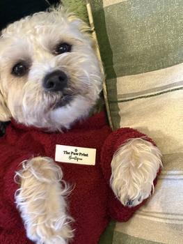 Product Review of Dog Teddy Fleeces: Size Small - 6XL & 3 Dachshund Sizes from p**a 0