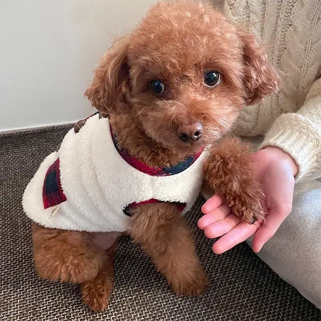 「RoRo」Christmas Dog Jacket for Festive Season