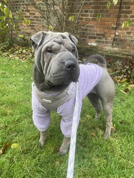 Product Review of Dog Teddy Fleeces: Size Small - 6XL & 3 Dachshund Sizes from ** A**l W**r ** 0
