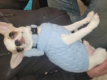 Product Review of Bubblegum Blue Teddy Bow Tie for Dogs & Puppies - Totally Pawsome from T**️ 0