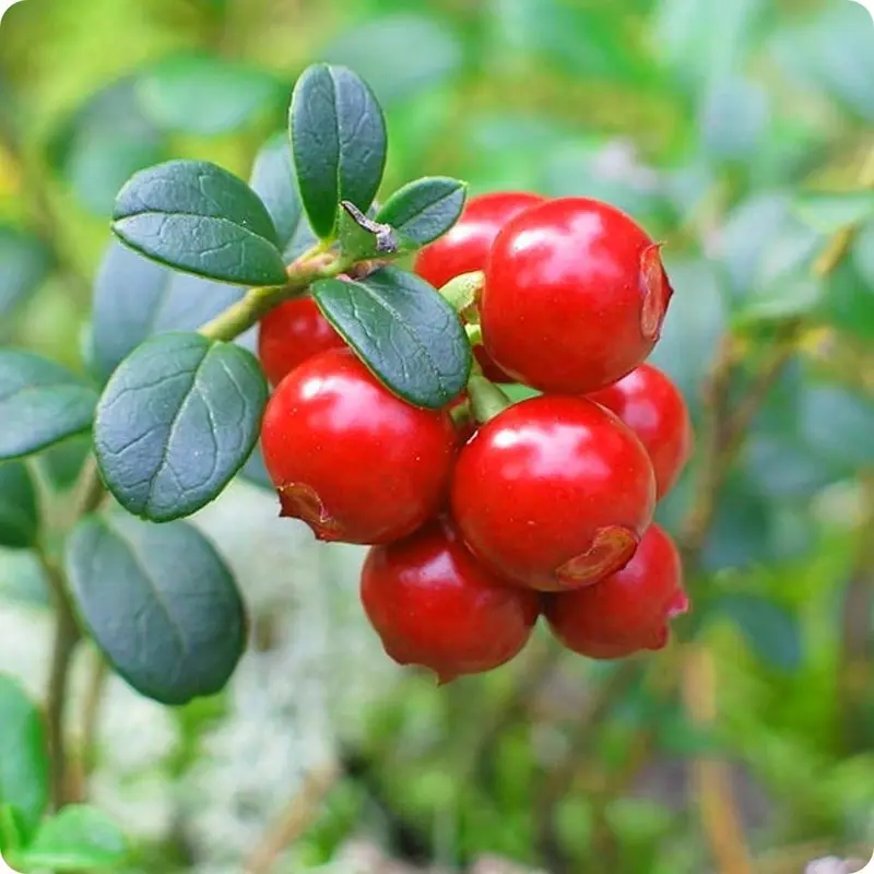 Mountain Cranberry Fruit Plant Seeds - Cranberry Fruit Seeds - 25 Seeds (UK Seller) 1