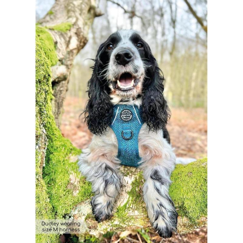 Tough Trails™ Harness - Country Teal 4