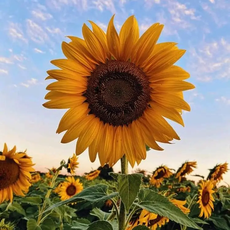 Sunflower Giant Single Seeds  Flower  Seeds . Quality  Seeds to Grow your own Garden