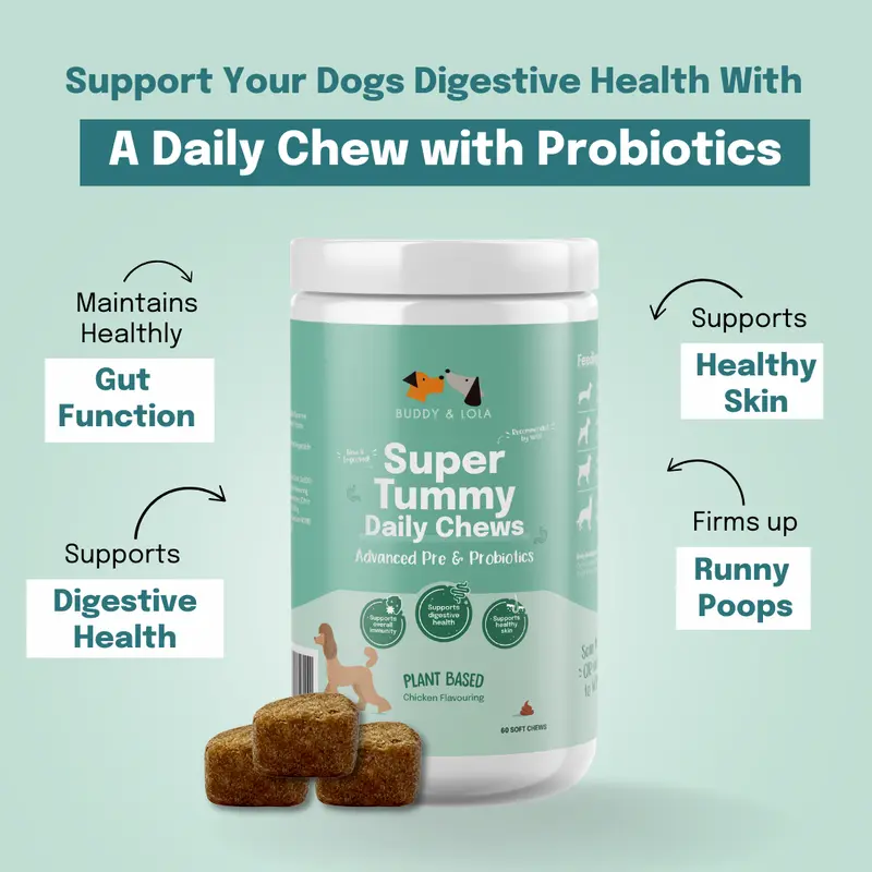 Buddy & Lola | Probiotic Soft Chews for Dog Gut Health | Plant Based Daily Digestive Supplement | Natural Probiotic Treats | Firmer Poops & Less Wind | Supports Healthy Skin & Coat | Helps Itchy Skin | 60 Probiotic Chews for Dogs | Made in UK 1