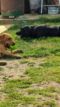 Product Review of Dogsee Yak Yeti Yak Bar Dog Chew Treat Toy enrichment from A**y f** d**s 2