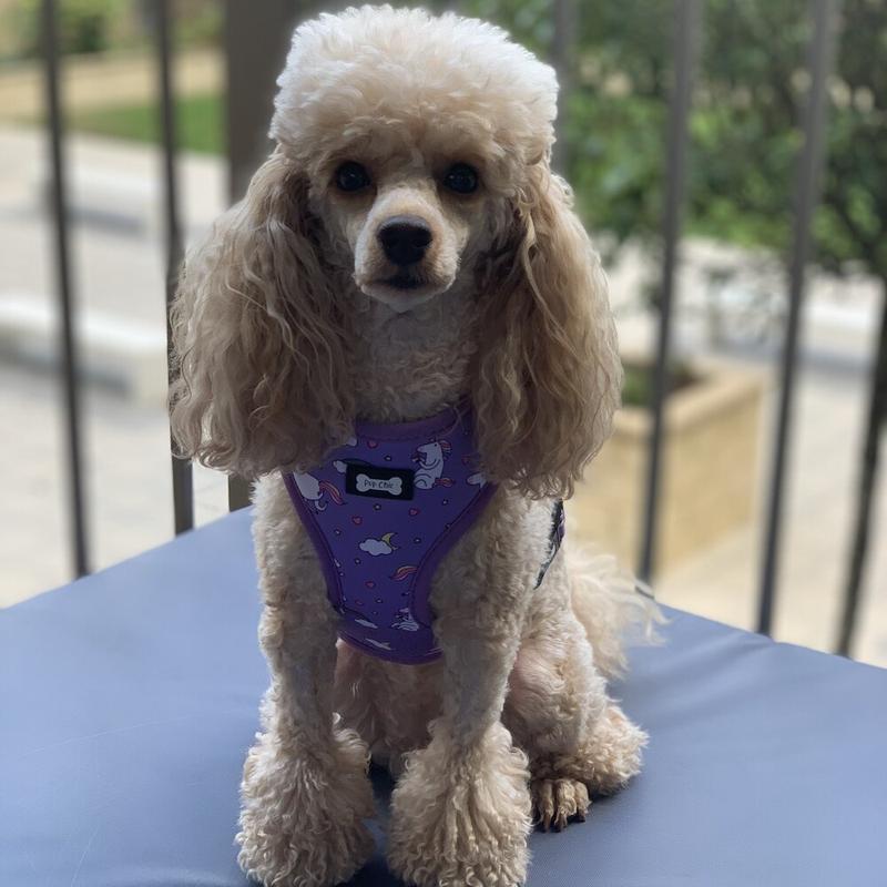 Daydreams and Unicorns Adjustable Dog Harness 7