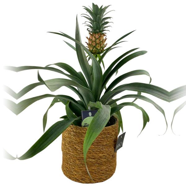 Pineapple in Sea Grass Basket 4