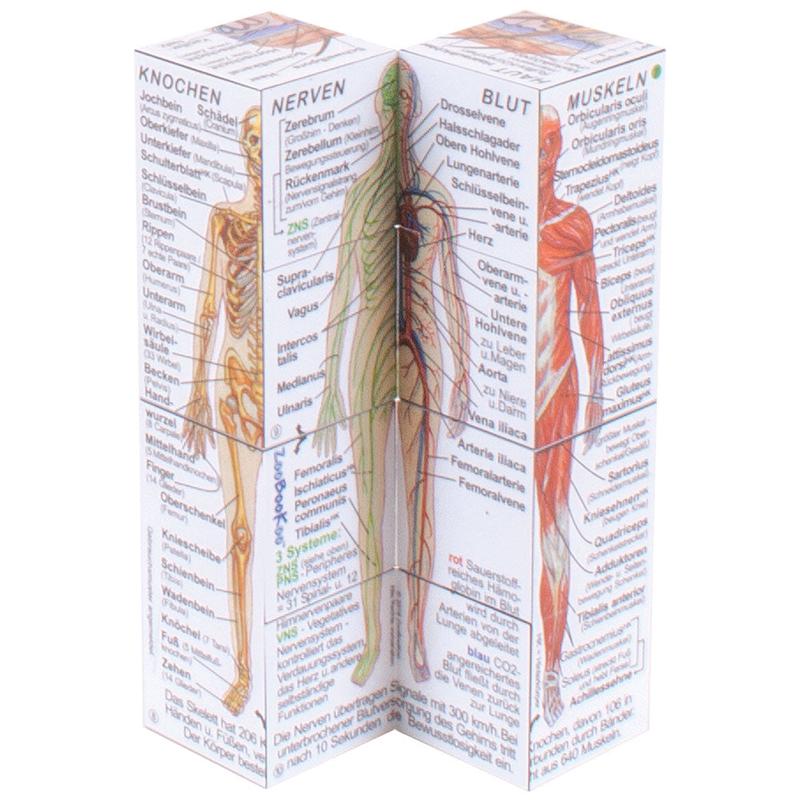 German Human Body Systems and Statistics Cube Book 1