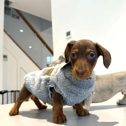 XXS Tiny Puppy Snuggle Dachshund Fleece - 20cm / 8inch Back | Sausage Dog Box 7