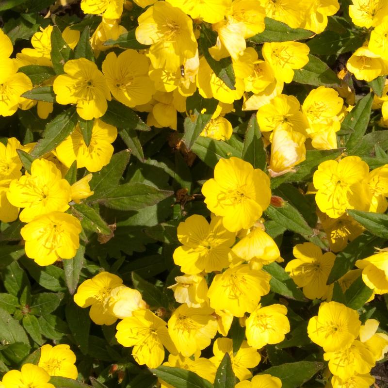 Health Embassy Evening Primrose Seeds Grain Fiber 4
