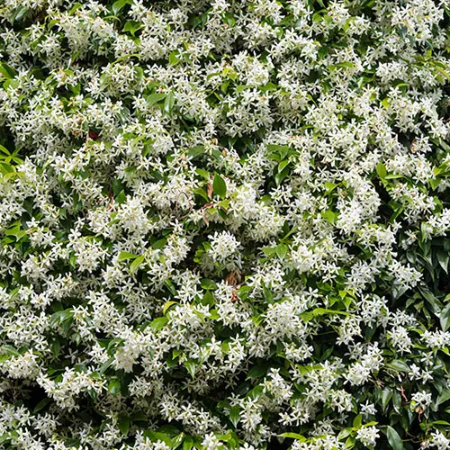 Star Jasmine Trachelospermum 80cm - 100cm tall climbing plant in a 2L pot