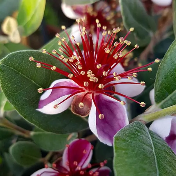Pineapple Guava, Acca Selloweana, 3L Potted Fruit Tree, Grow Your Own