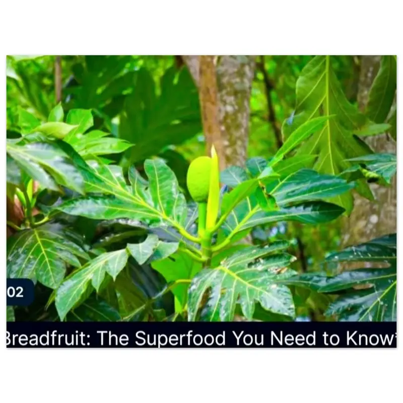 Breadfruit Premium Semi-Glossy Paper Poster 0