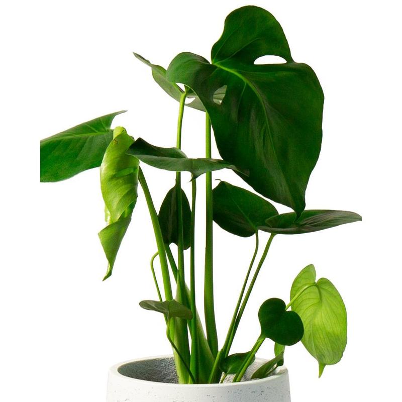 Swiss Cheese Plant Indoor Houseplant - Perfect for Home and Office 1