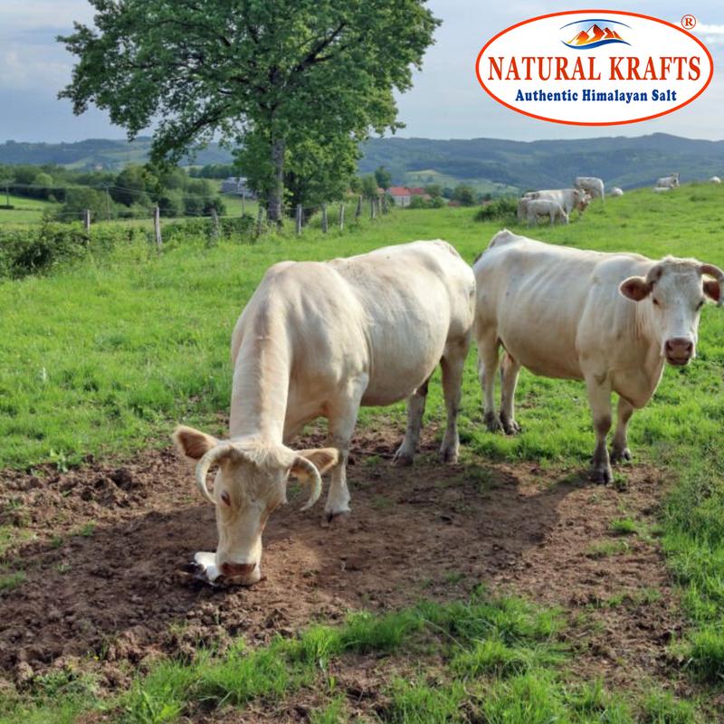 Natural Krafts Himalayan Rock Salt Lick Blocks - 4 Count (2-2.5 kg Each) for Enhanced Livestock Health and Vitality 5