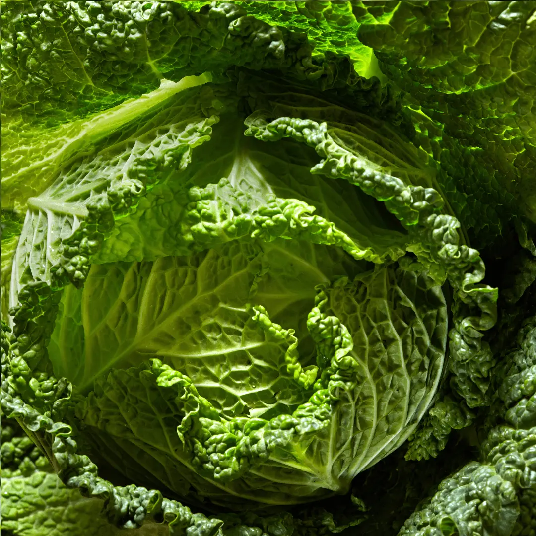 Cabbage seeds 'Ormskirk' ORGANIC