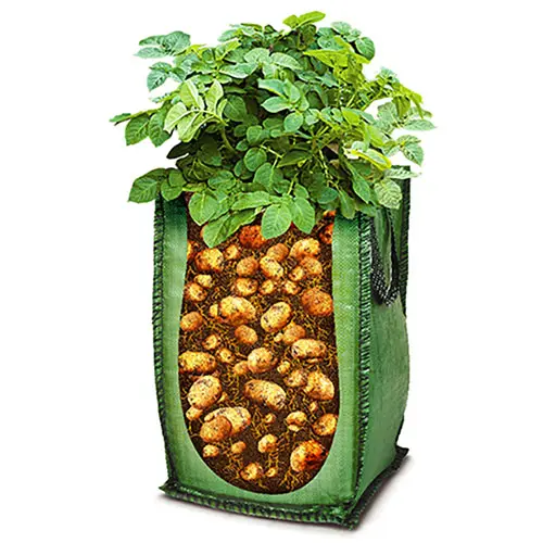 Grow Your Own Patio Potato Selection, with Three Varieties of Potatoes, Plus Grow-Pods and Fertiliser 5