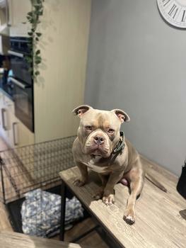 Product Review of Natural Flea Protect Spray from B**o ** P**o t** b**s 🦍** 0