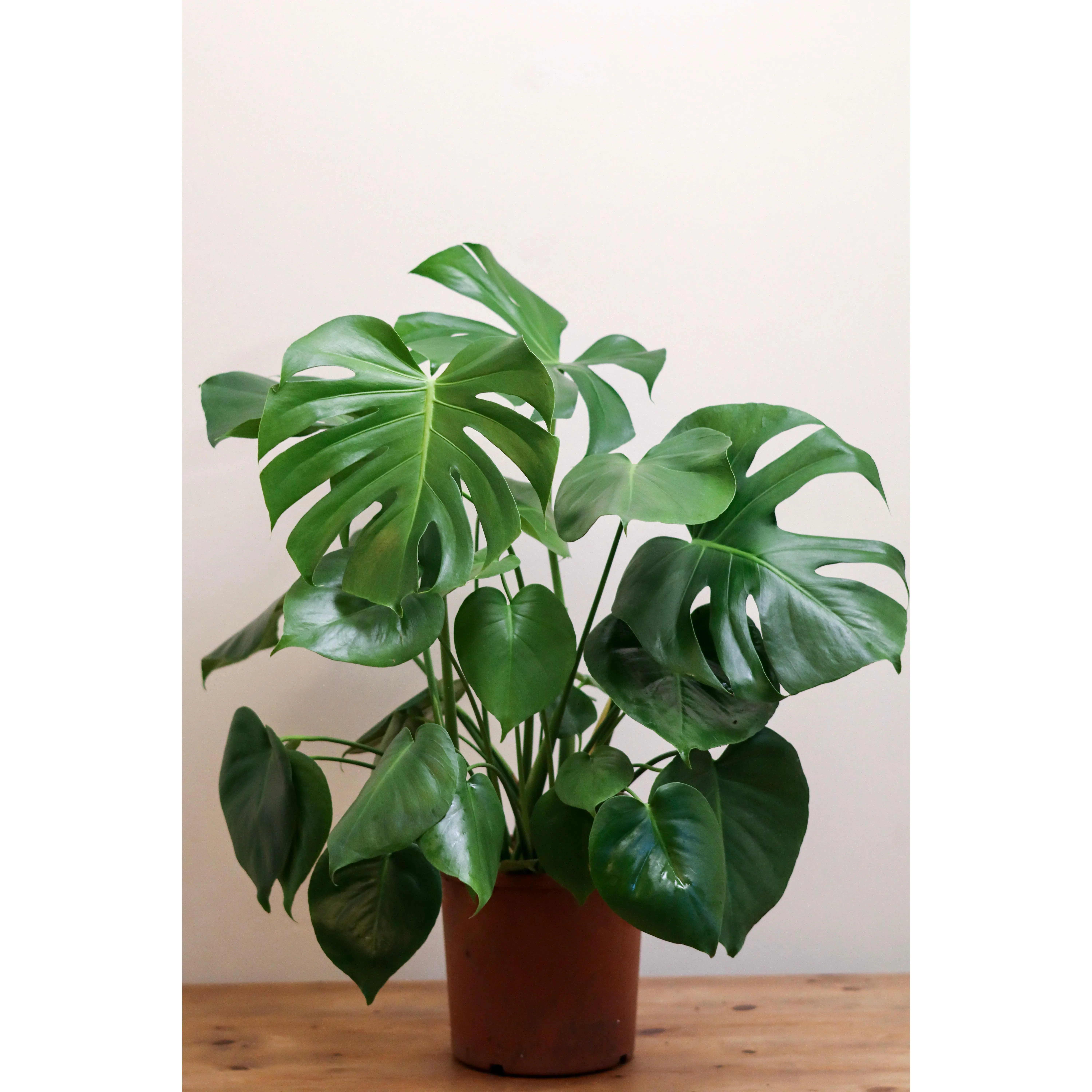 Monstera Deliciosa Swiss Cheese Plant in 17cm Nursery Pot