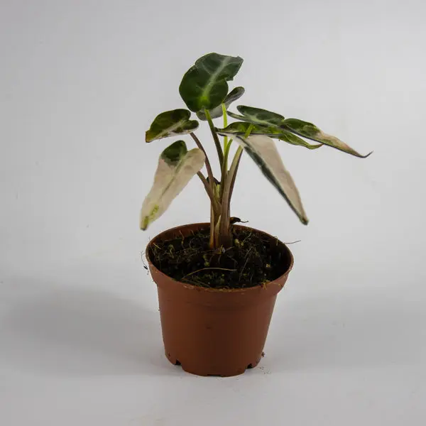 Alocasia 'Bambino Arrow Pink Variegata' Ø7cm H10cm 1