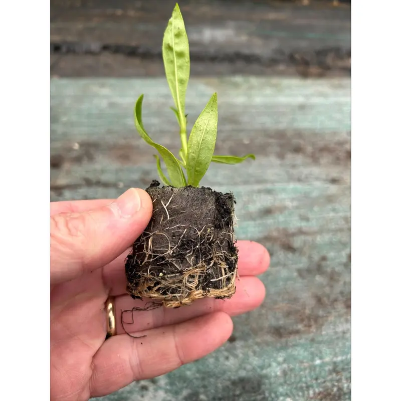 Penstemon Czar Perennial Plants x 5 Pack - 5cm Plug Plants For Sale FREE P&P 3