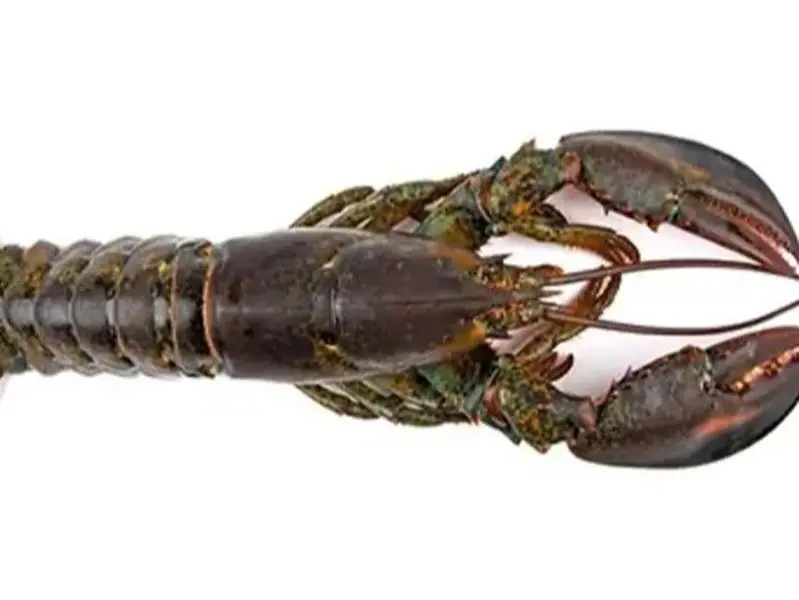 Frozen Whole Raw Lobster 600g-900gr -/+ 10%