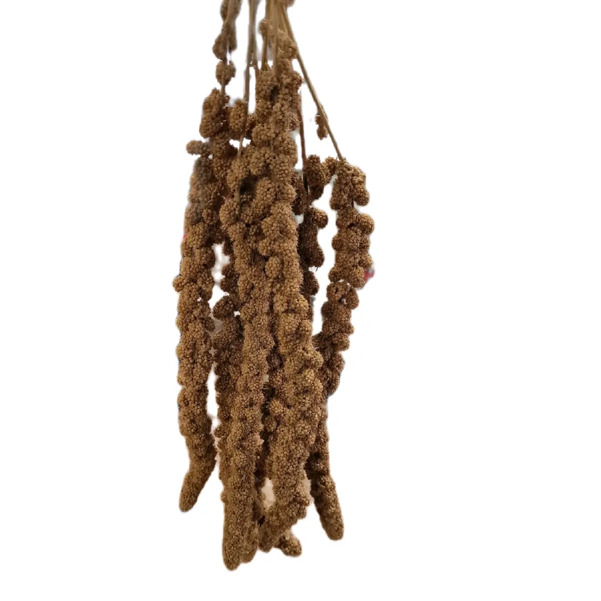 200g Millet Spray Pack for All Birds and Hamsters - High Protein