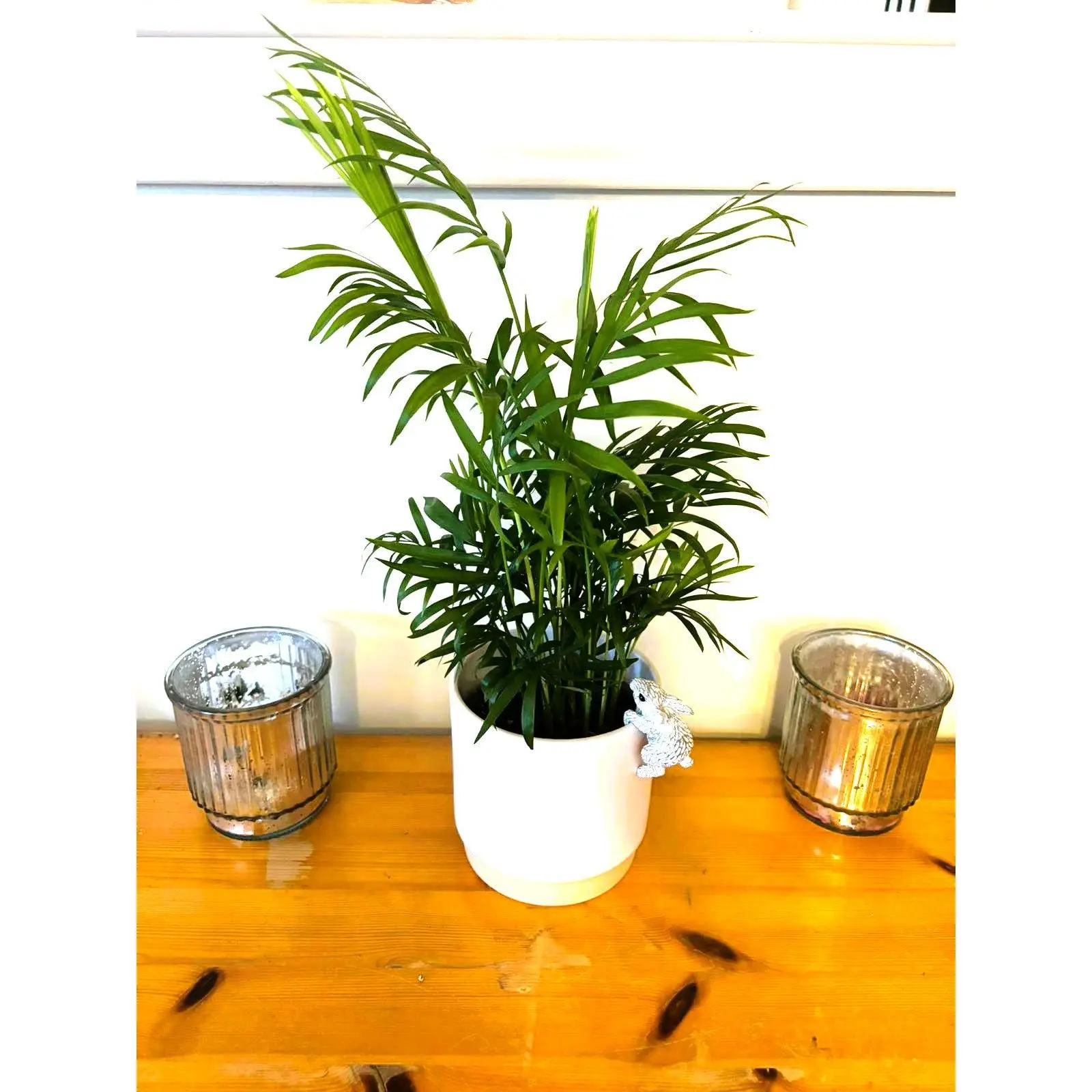 Parlour Palm - Live House Plant