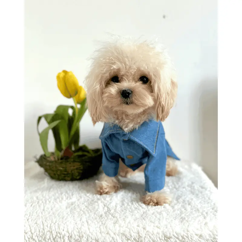 Denim 'Printed' Dog Jacket 1