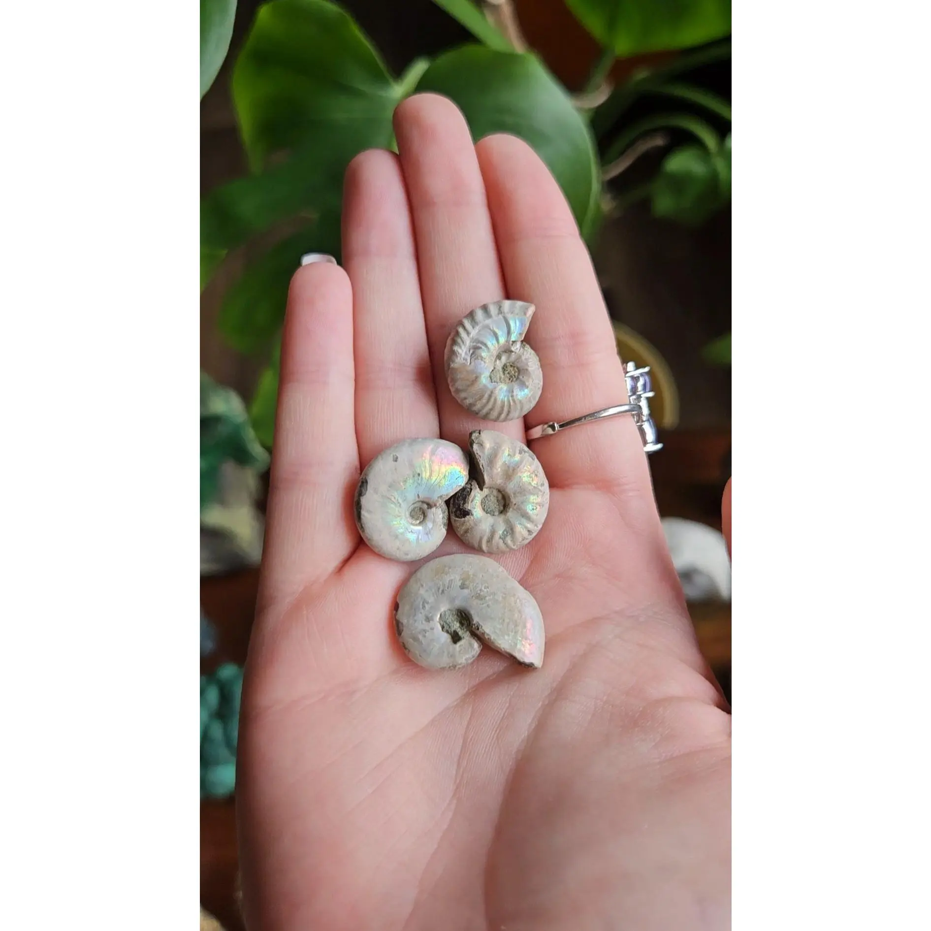 Ammonite fossils
