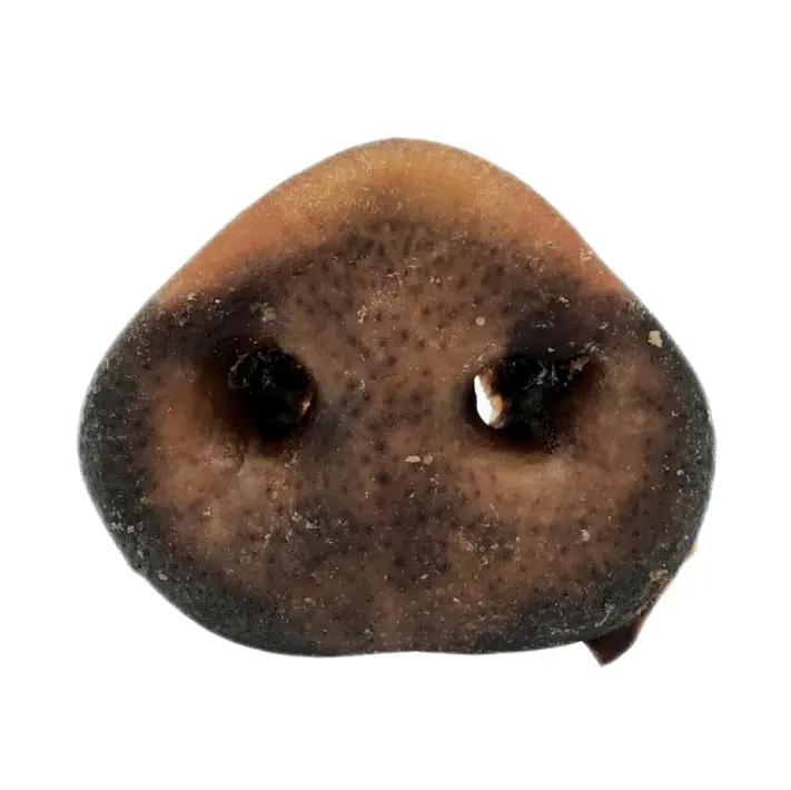 All-Natural Dried Pig Snout Treat for Dogs