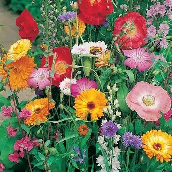 Butterfly mix Seeds .Quality  Seeds to Grow your own Garden