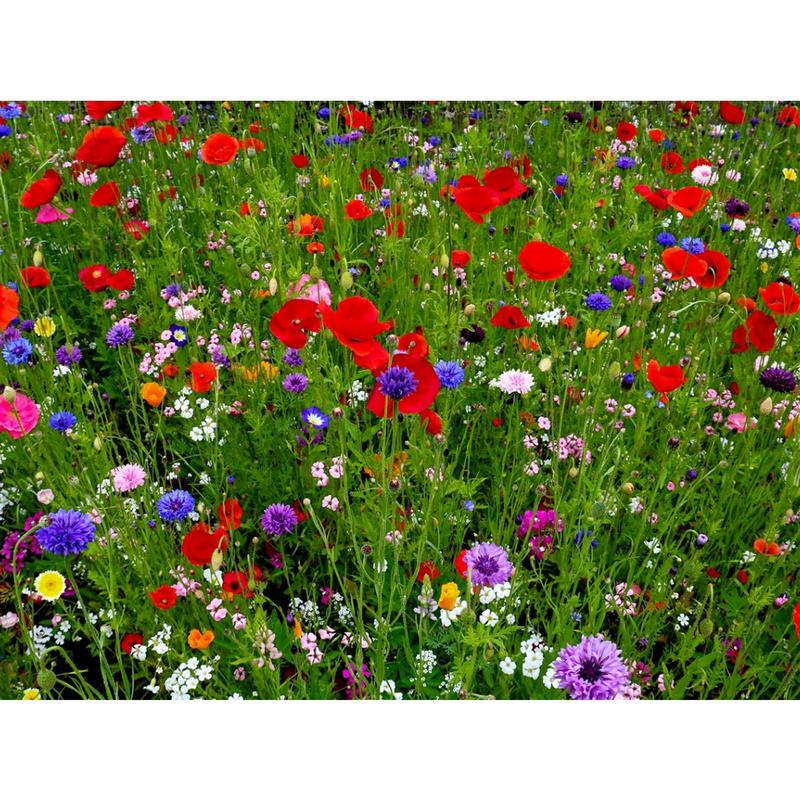 Humble Bee Wildflower seeds 10m² 2