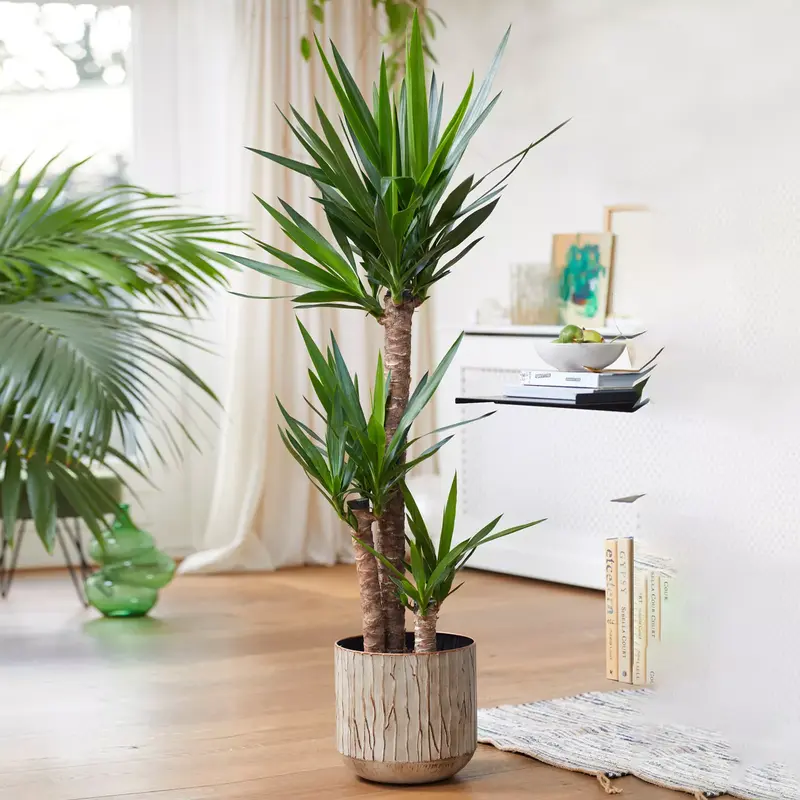 Yucca Elephantipes Large Indoor house Plant Real Evergreen Tall Plants Decor Decorative Fruit Hanging 0
