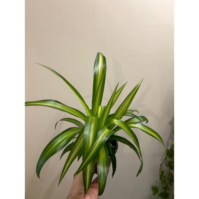 Spider Plant - Household Air Purifier and Decorative Plant 1