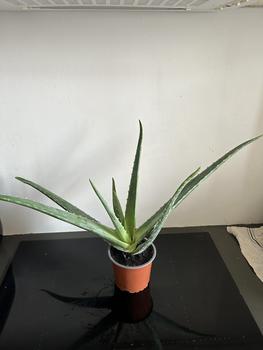 Product Review of Aloe Vera Indoor Houseplant from N**o 0