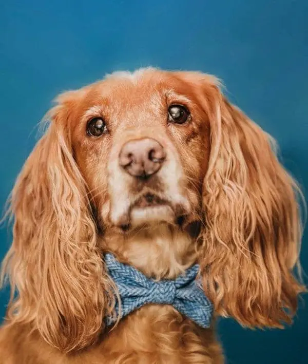Handmade British Tweed Dog Bow Tie -Blue Herringbone Collection