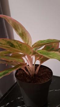 Product Review of Aglaonema Salmon Fantacy Indoor Houseplant from F**a b** ** 1
