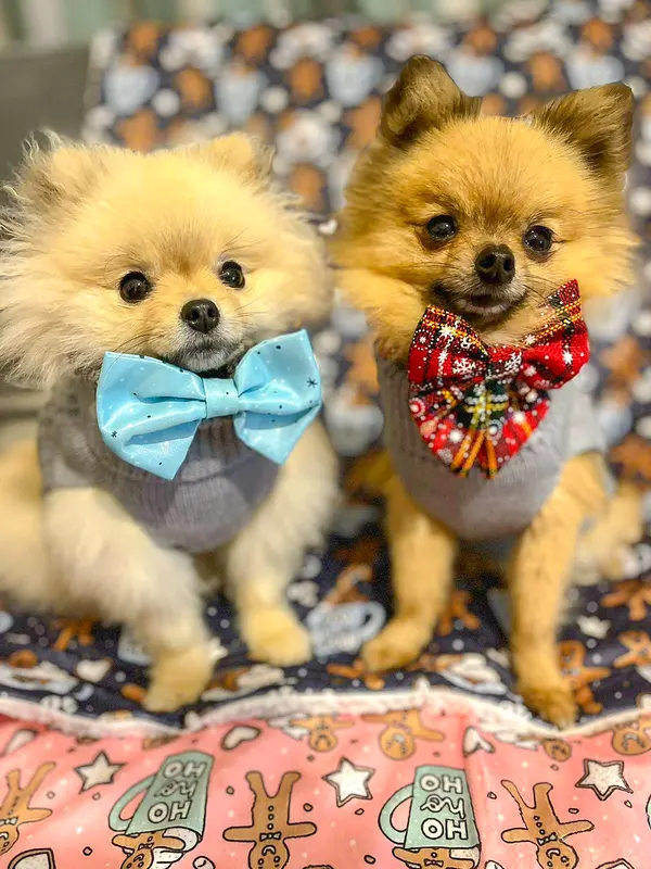 Bew Dogs Tartan Collar and Bow Set for Dogs and Cats - XS to XL Sizes Available 5