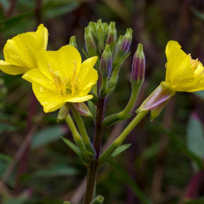 Health Embassy Evening Primrose Seeds Grain Fiber 3