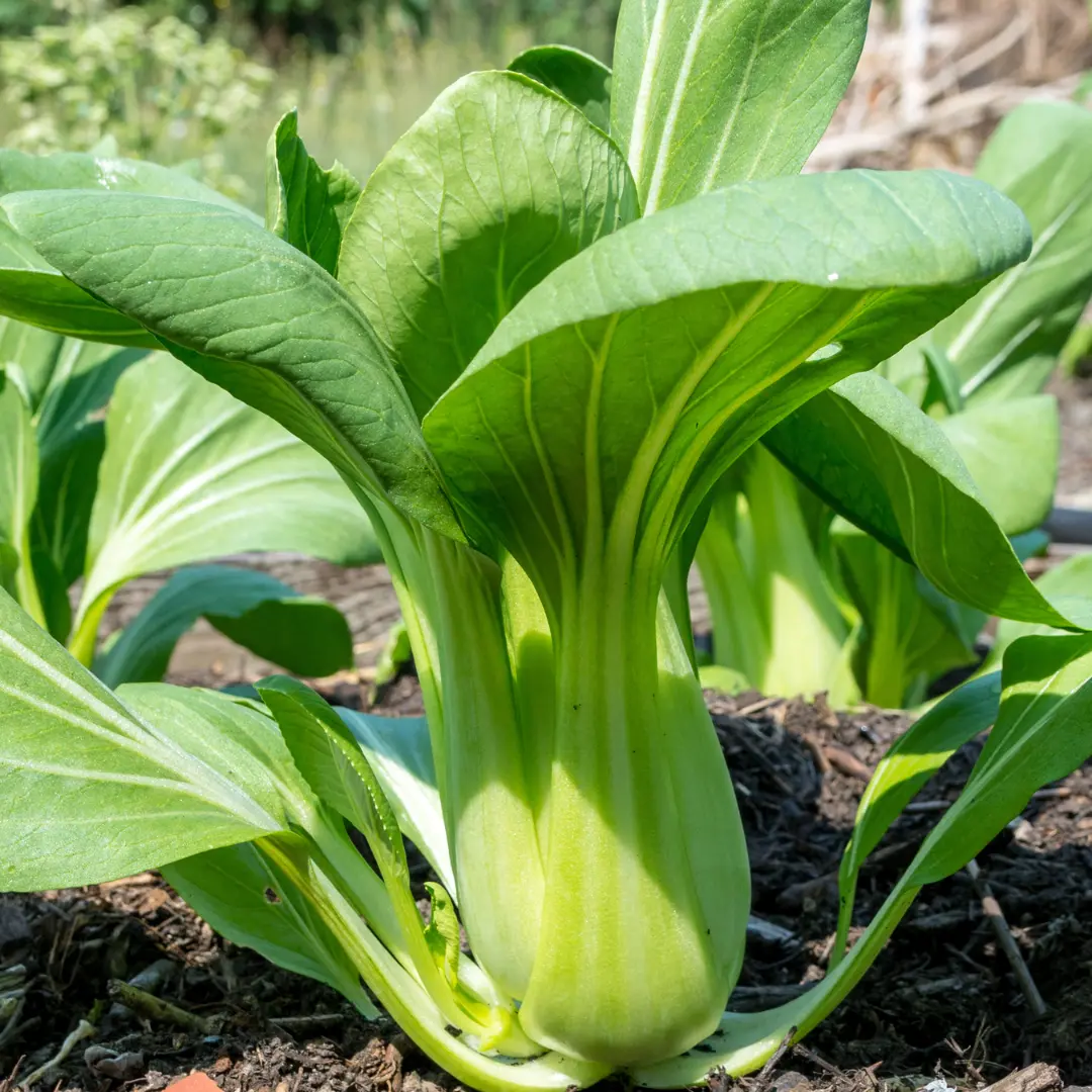 Organic Pak Choi Seeds